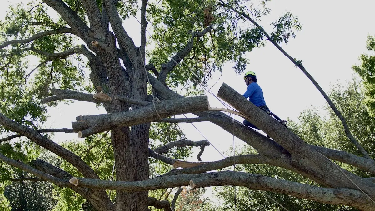 Professional Crown Thinning performed by certified arborists in Cullman