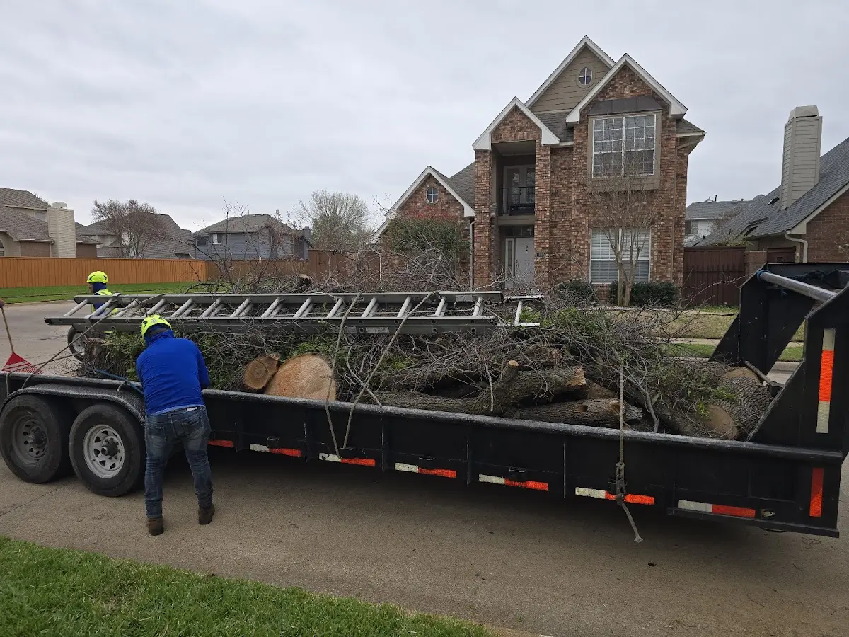 Expert Tree Removal with proper safety equipment in Cullman
